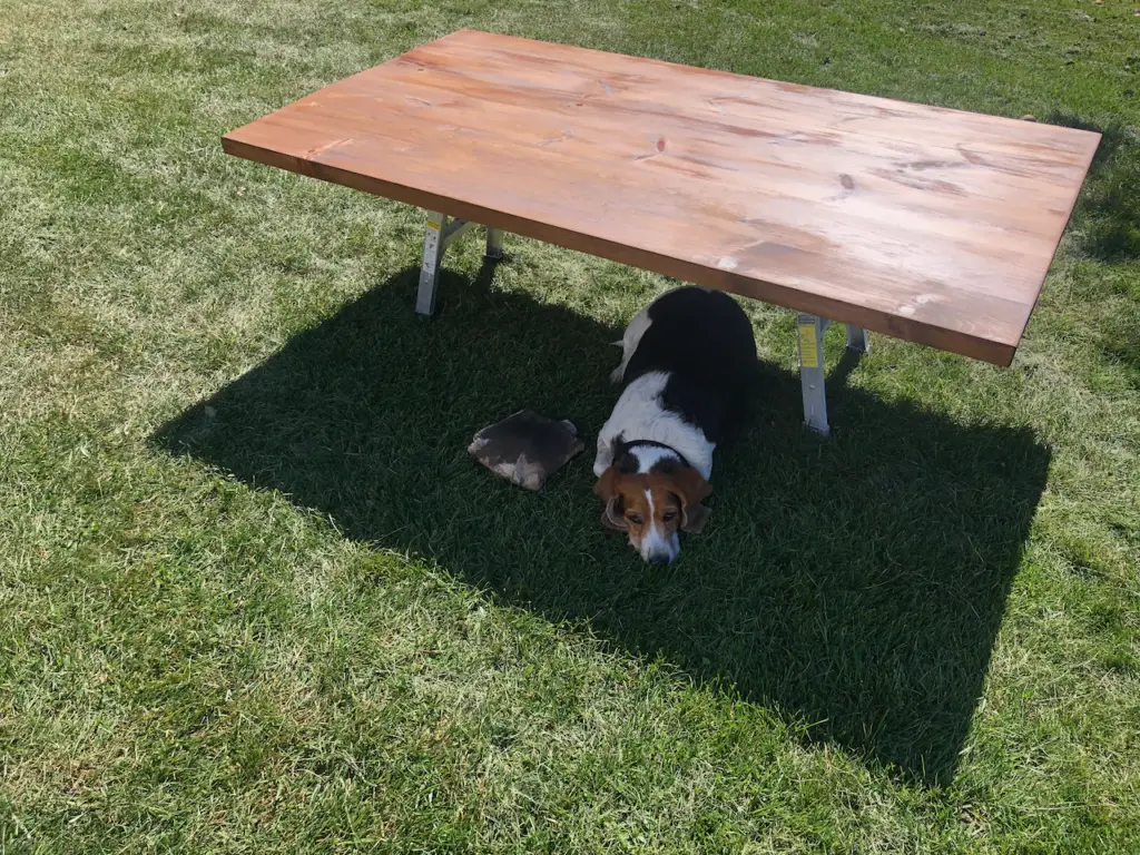 Stain finish on pine harvest table