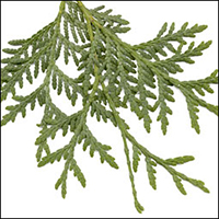 Eastern Cedar Leaf