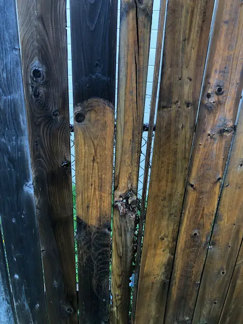 spray cleaning the fence with a power washer