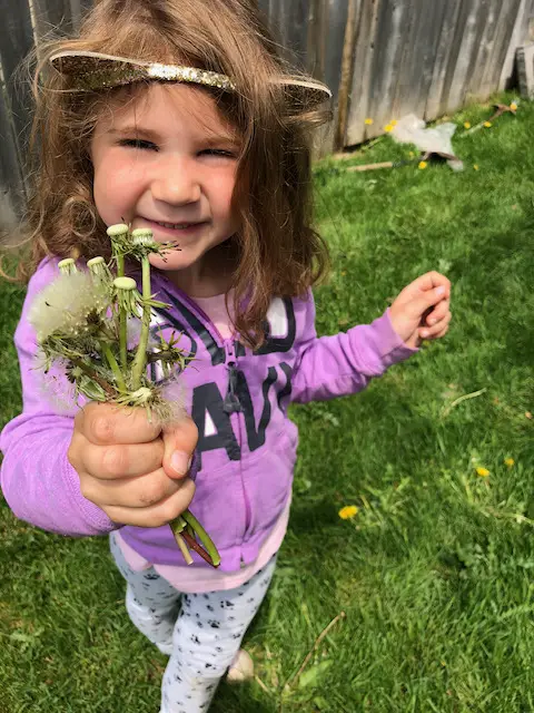 beautiful flowers picked from our ugly backyard.