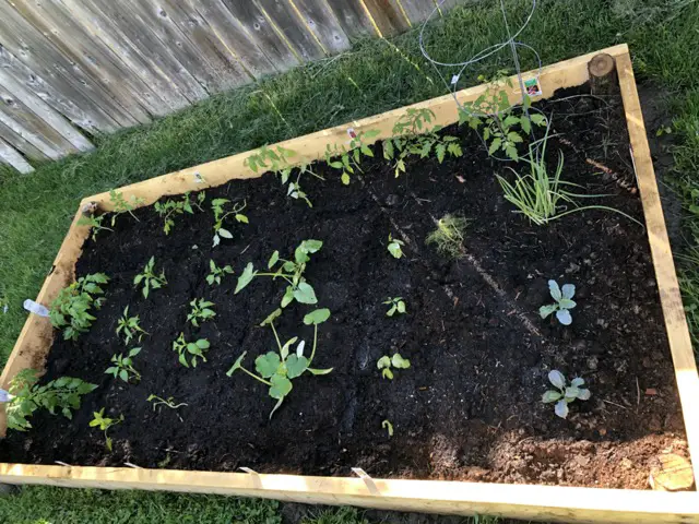 vegetable planter box